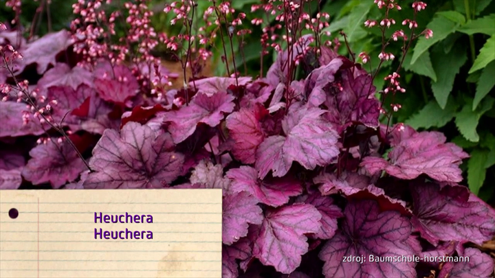 Nova zahrada - tienista zahrada